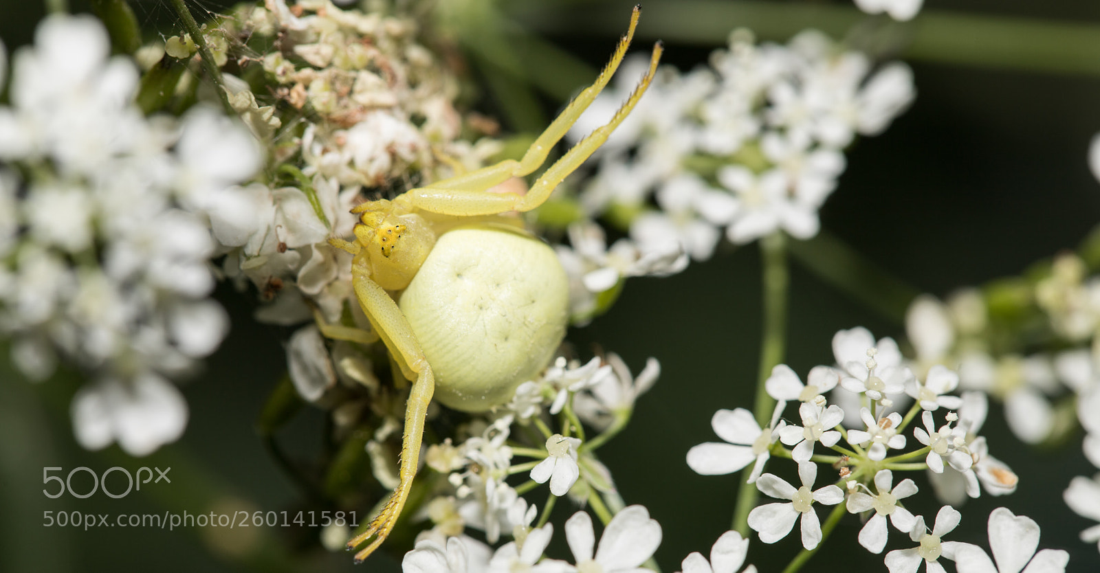 Canon EOS 6D Mark II sample photo. Hunting ground photography