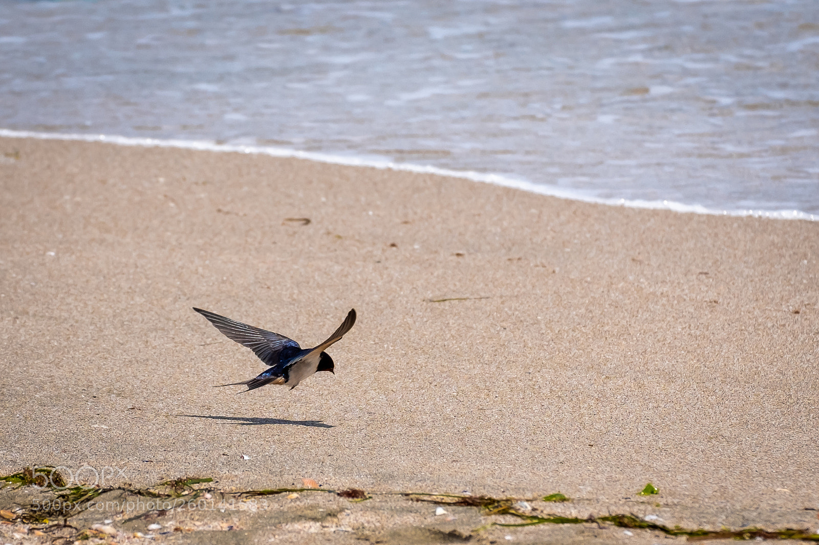 Fujifilm X-T2 sample photo. Swallow hunting at the photography