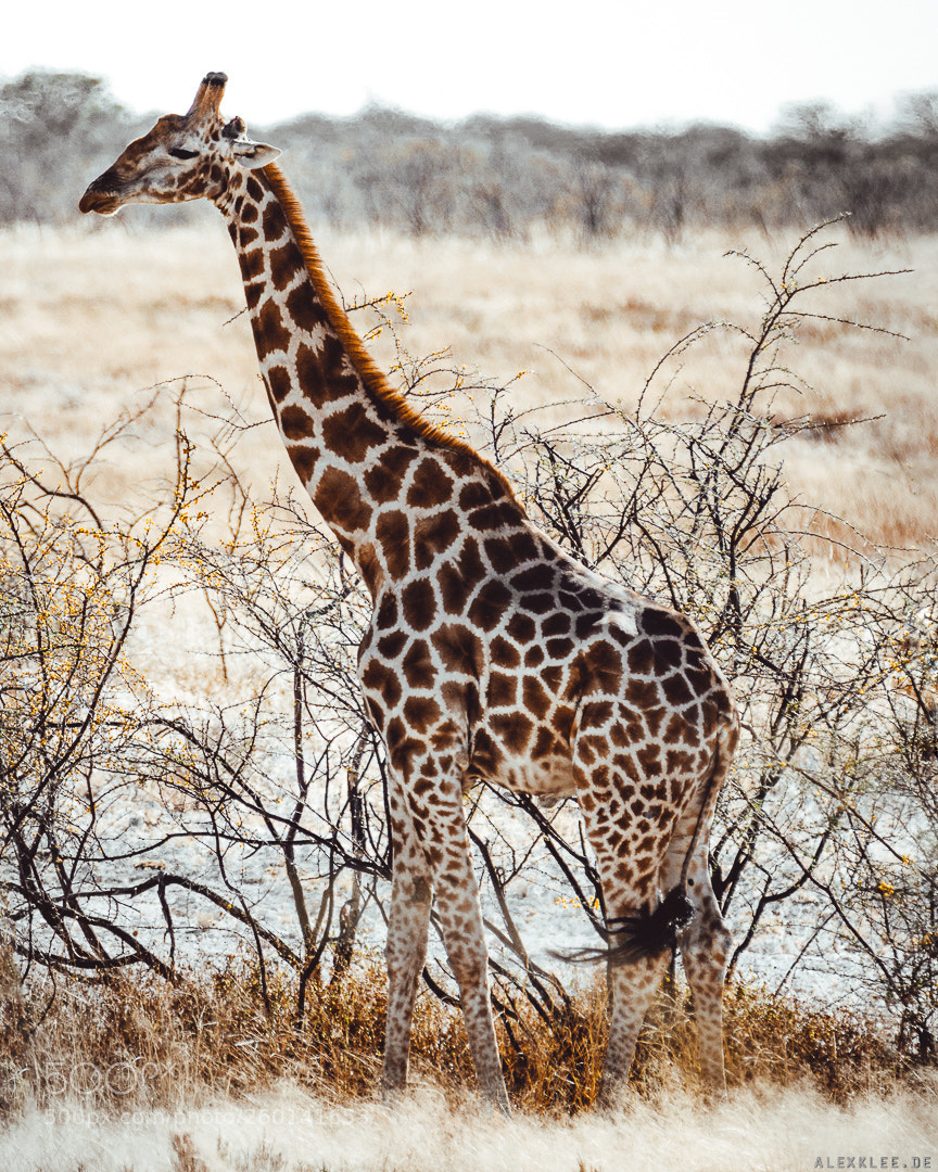 Canon EOS 7D Mark II sample photo. Format-filling giraffe photography