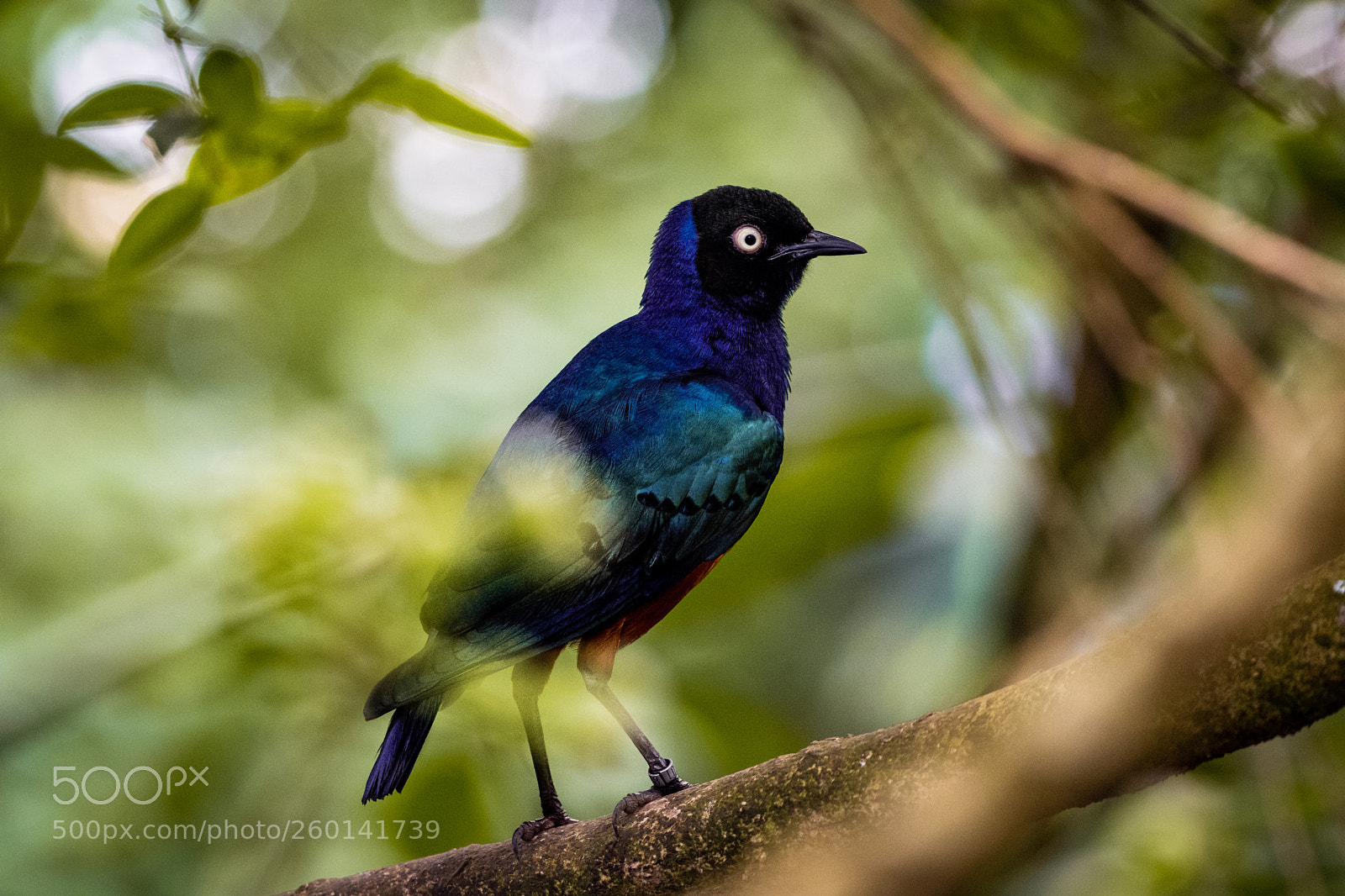 Nikon D7200 sample photo. Splendid starling (lamprotornis splendidus) photography