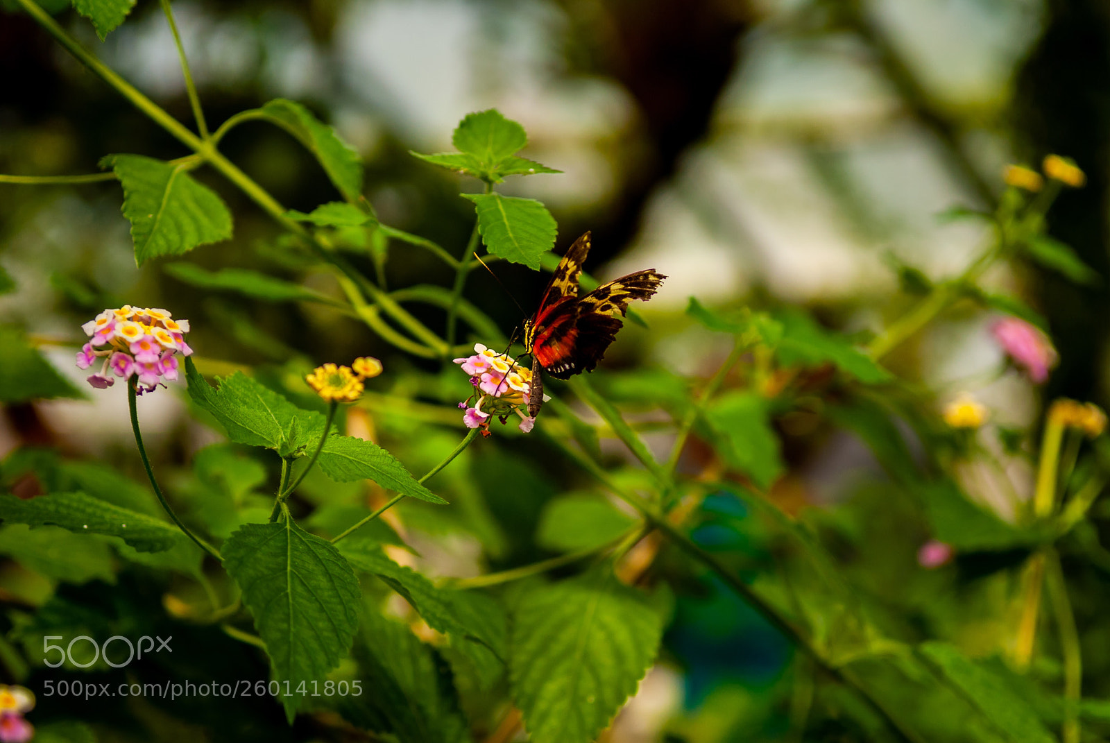 Nikon D200 sample photo. Untitled photography