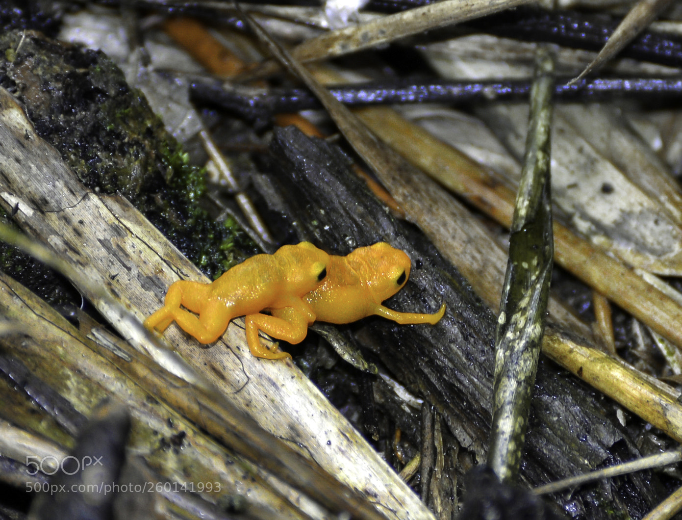 Nikon D610 sample photo. Breeding of pumpkin toadlet photography
