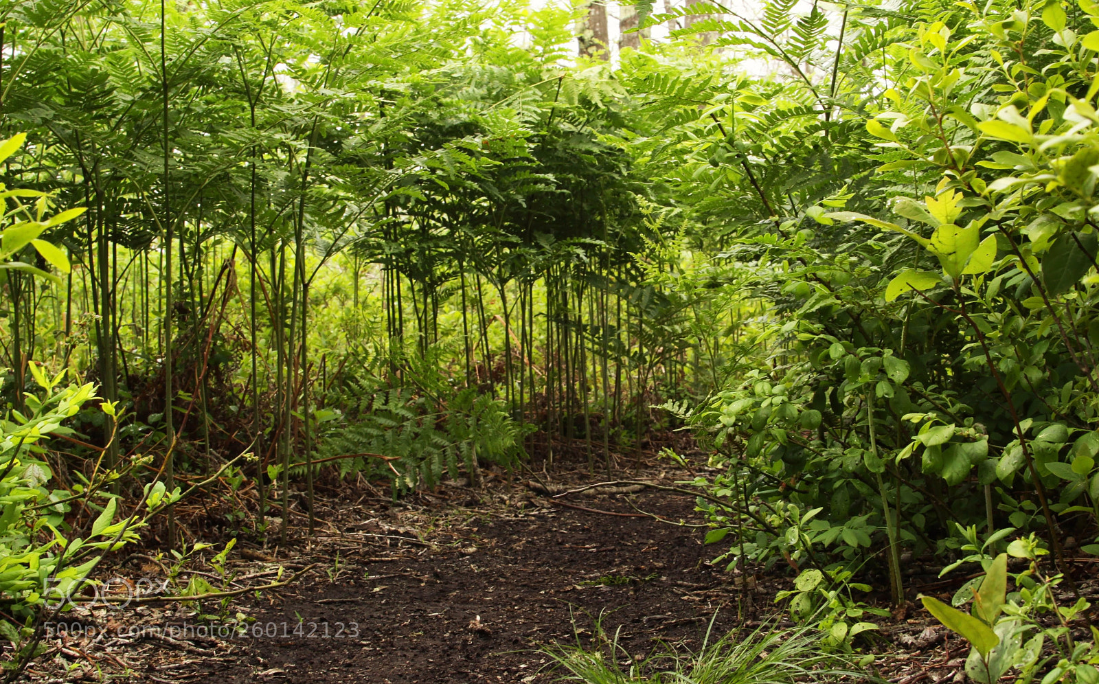 Canon EOS 50D sample photo. Fern gullie photography