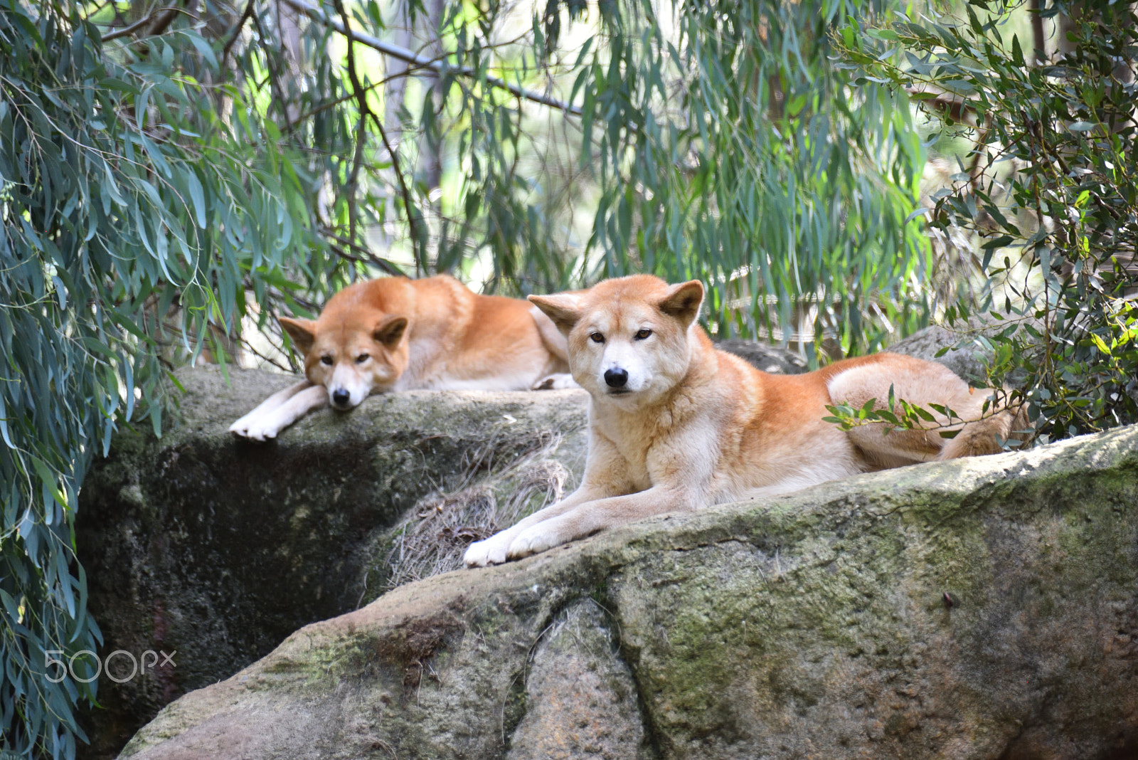 Nikon D810 sample photo. Dingo photography