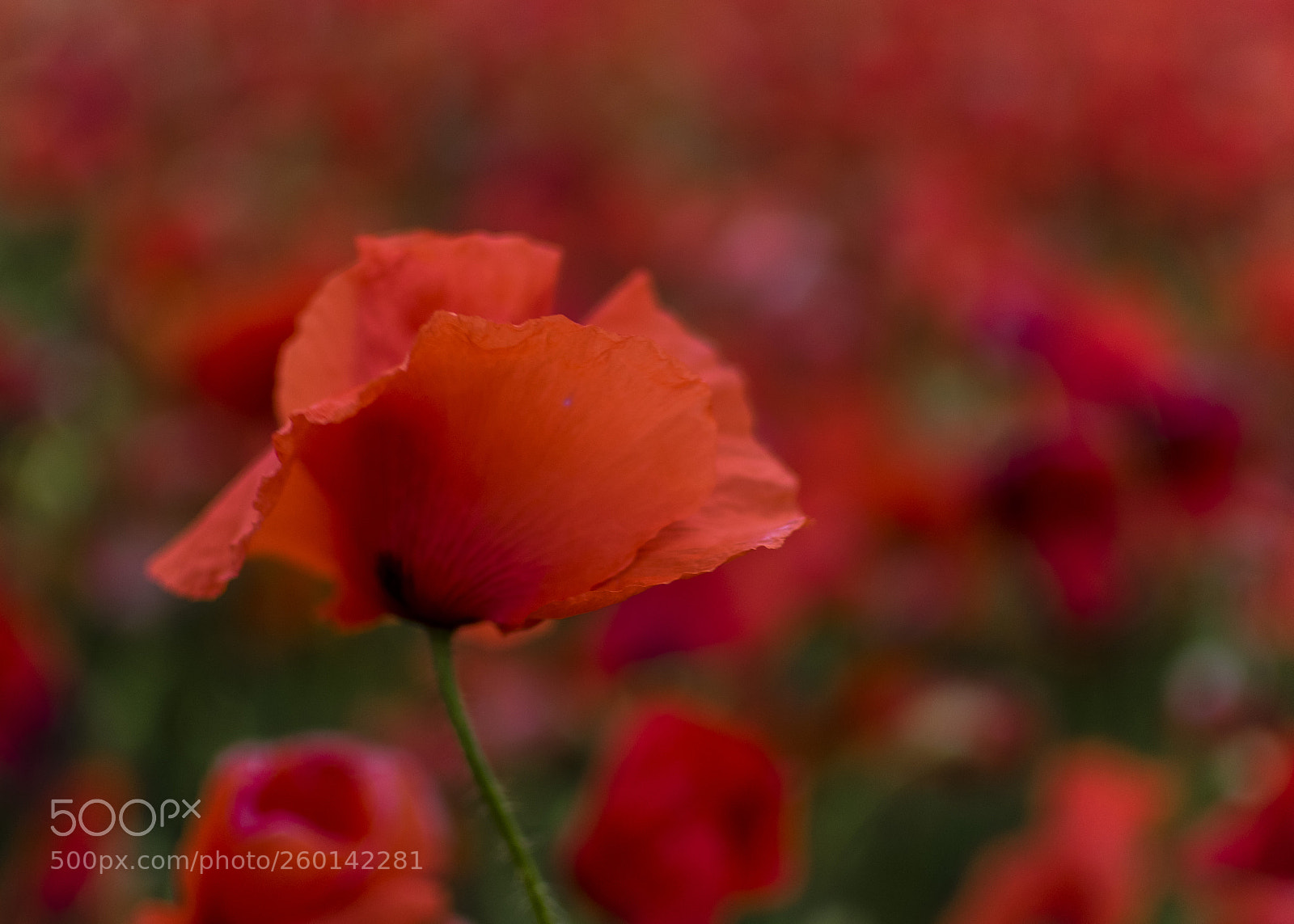 Nikon D5300 sample photo. Red photography