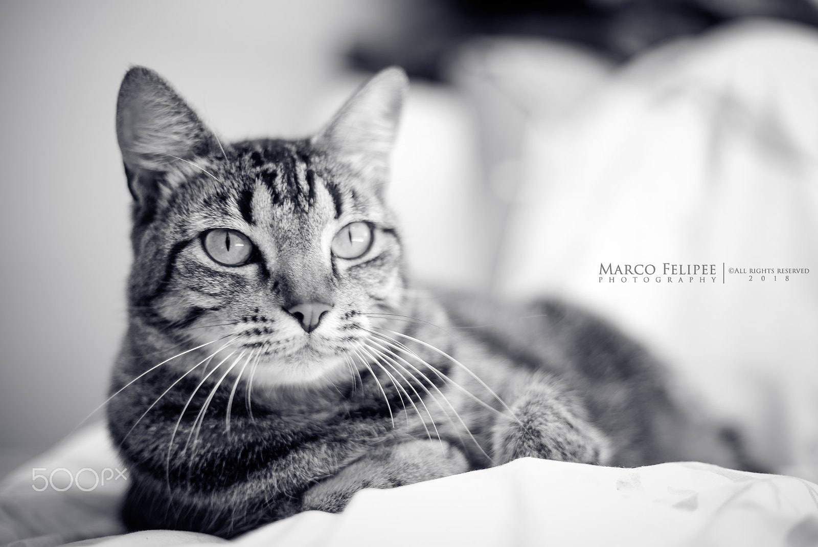 Sony a7S II sample photo. Noir #118 photography