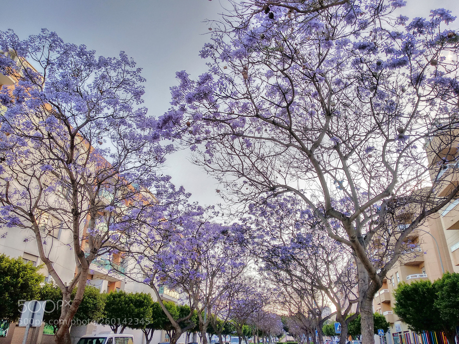 Xiaomi Mi A1 sample photo. Jacarandas photography