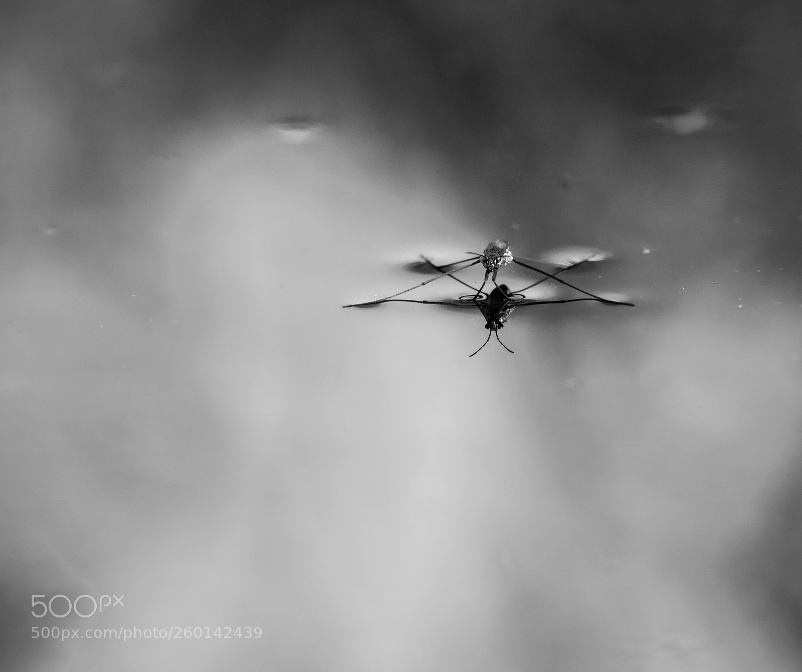 Fujifilm X-T2 sample photo. Sandpiper photography