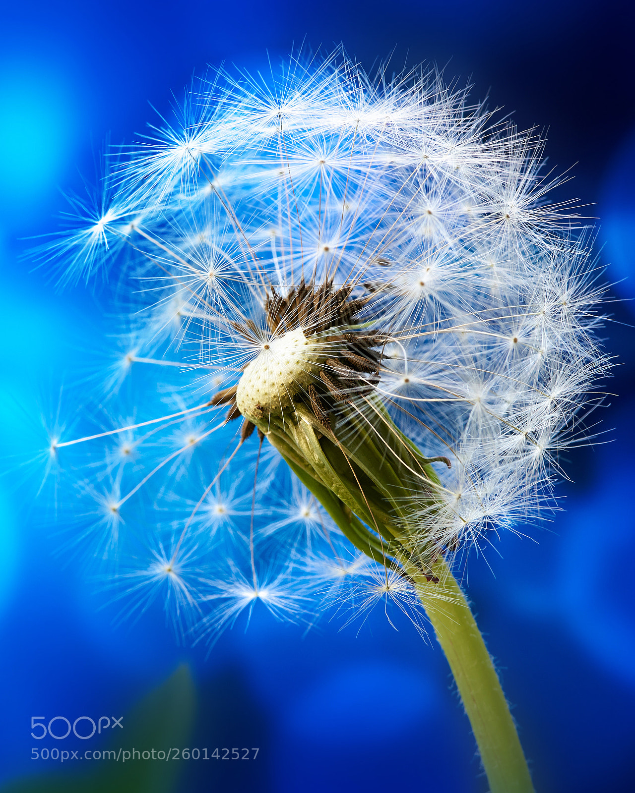 Nikon D750 sample photo. Macro of a dandelion photography