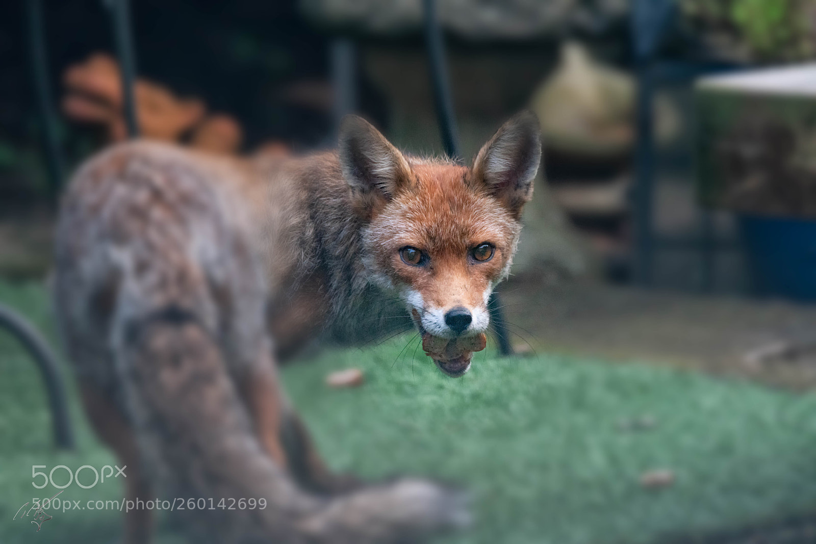 Sony a7R II sample photo. Mother fox photography
