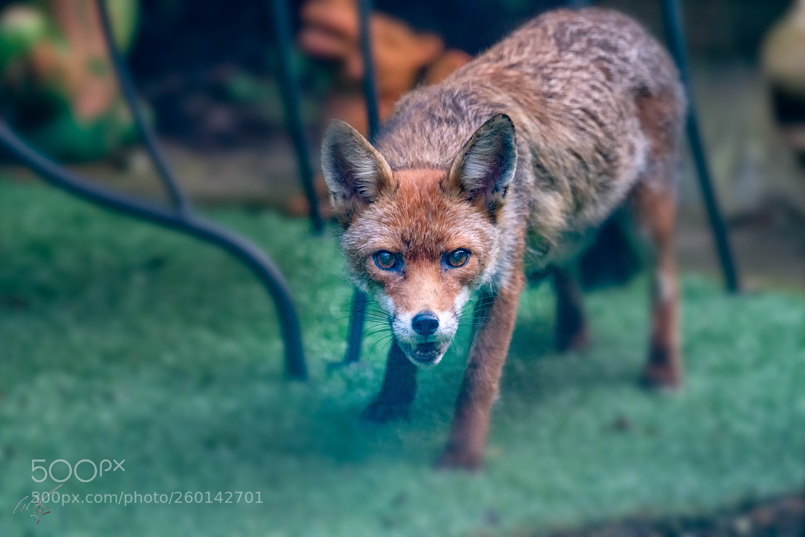Sony a7R II sample photo. Mother fox 2 photography