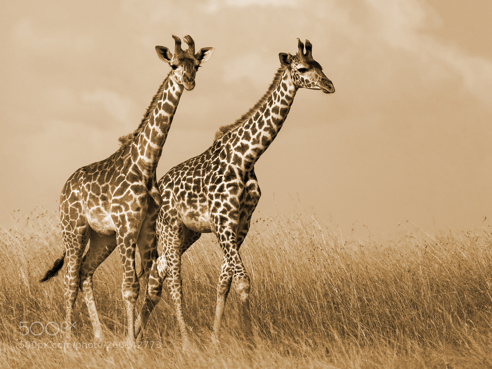 Nikon D750 sample photo. Giraffe couple photography