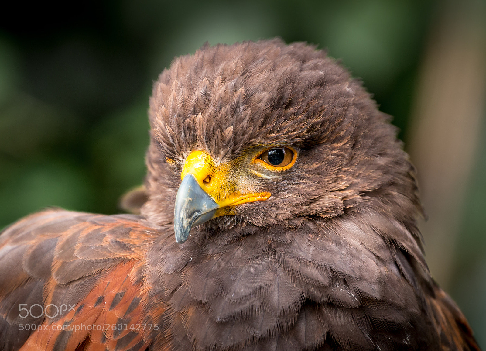 Canon EOS 70D sample photo. Suspicious golden eagle photography