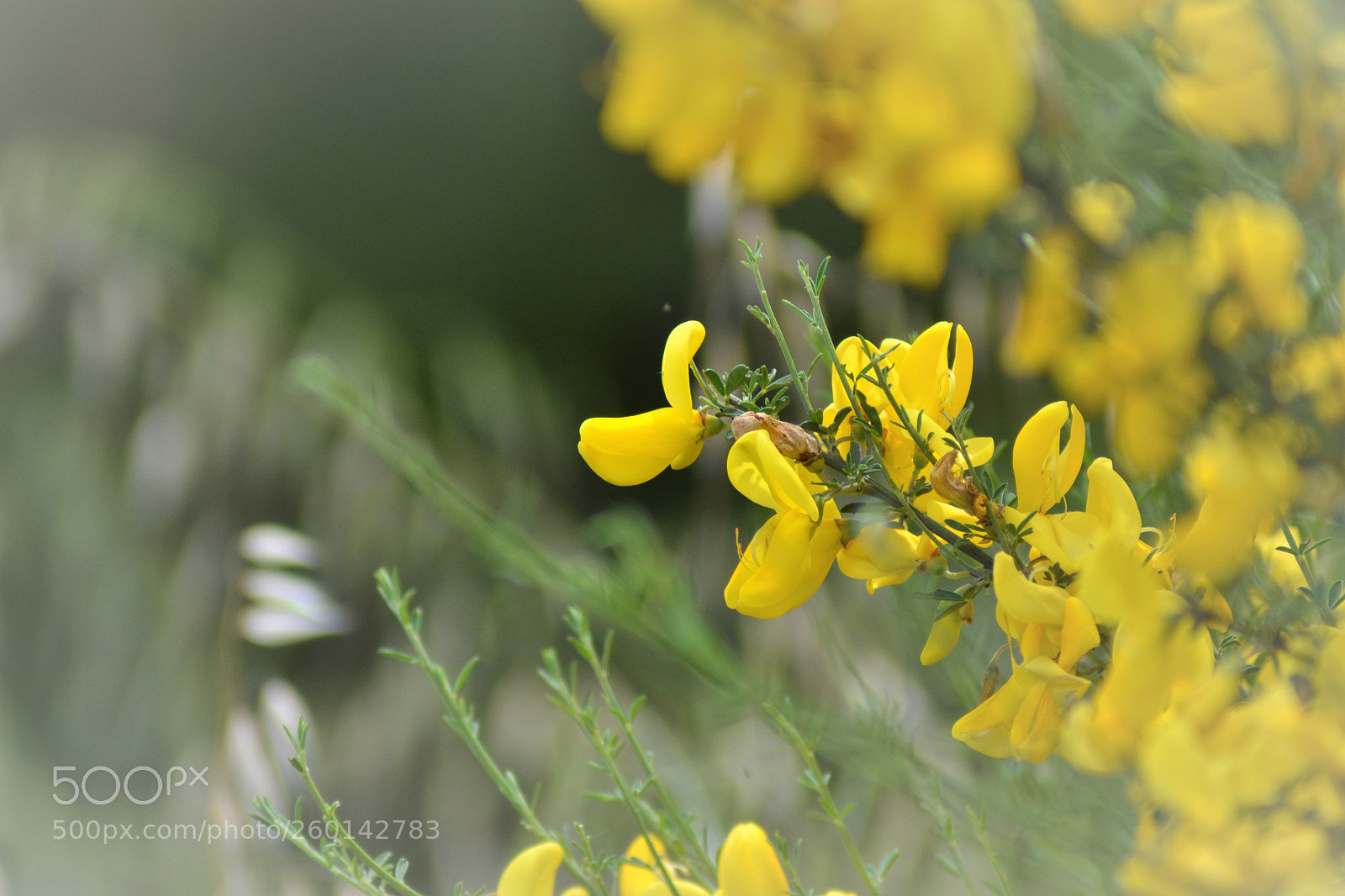 Nikon D3100 sample photo. Flor de xesta photography