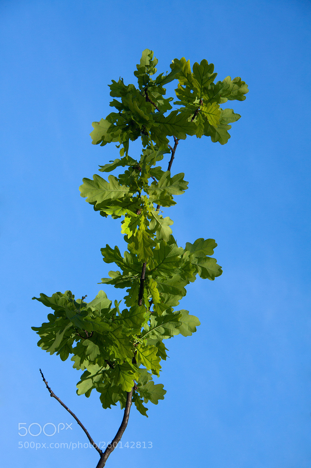Canon EOS 50D sample photo. Foliage cxiv photography
