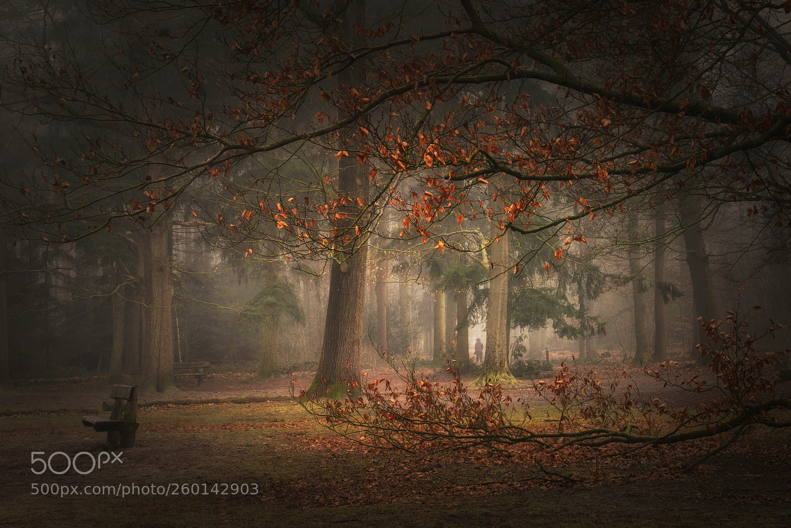 Sony a7R sample photo. Autmn dream photography