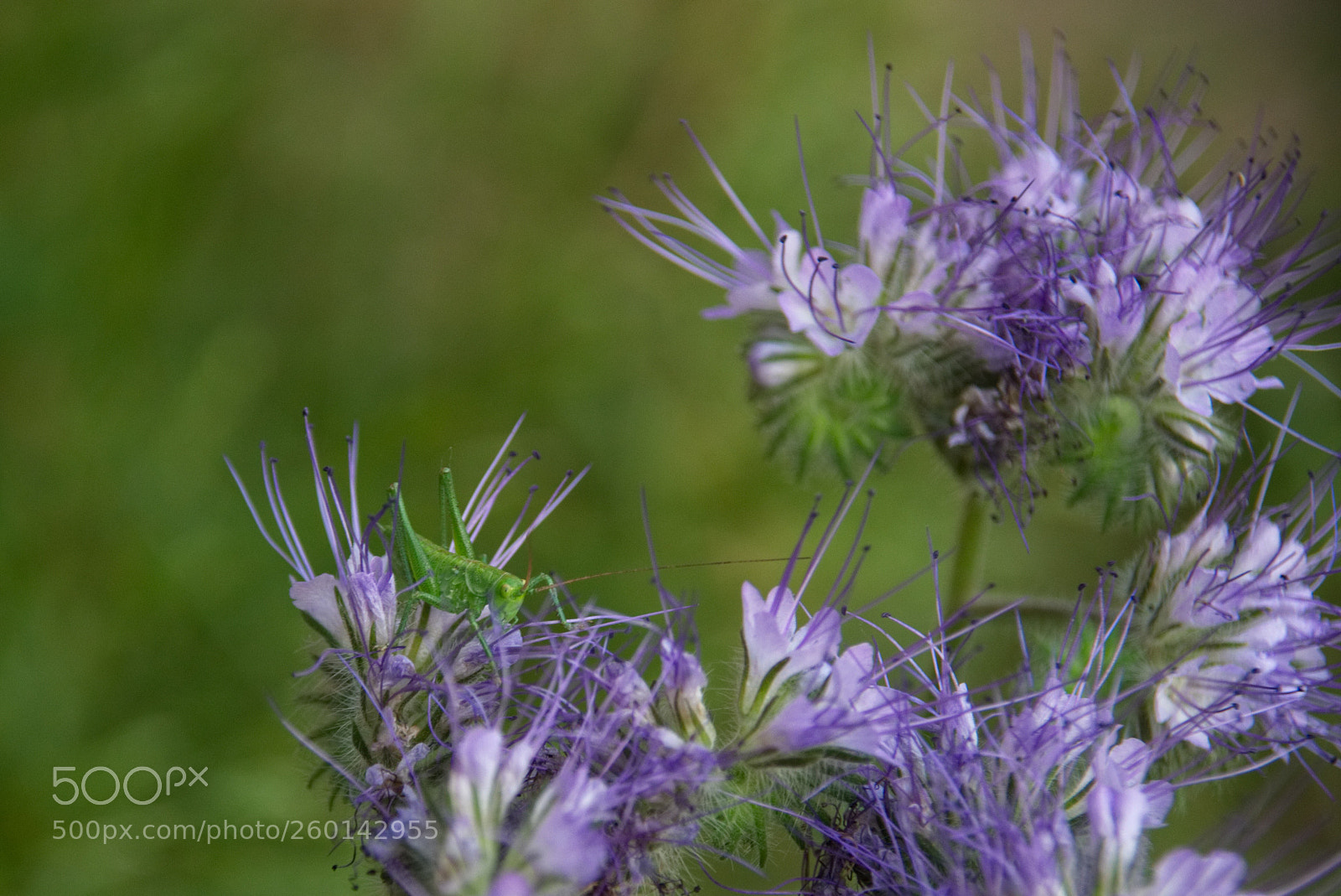 Sony SLT-A77 sample photo. Grasshopper  photography