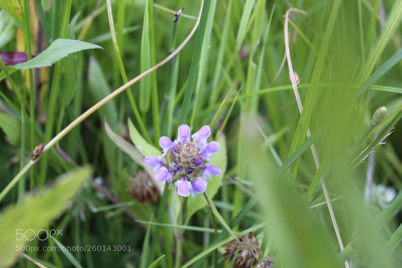 Canon EOS 1200D (EOS Rebel T5 / EOS Kiss X70 / EOS Hi) sample photo. Hidden purple photography