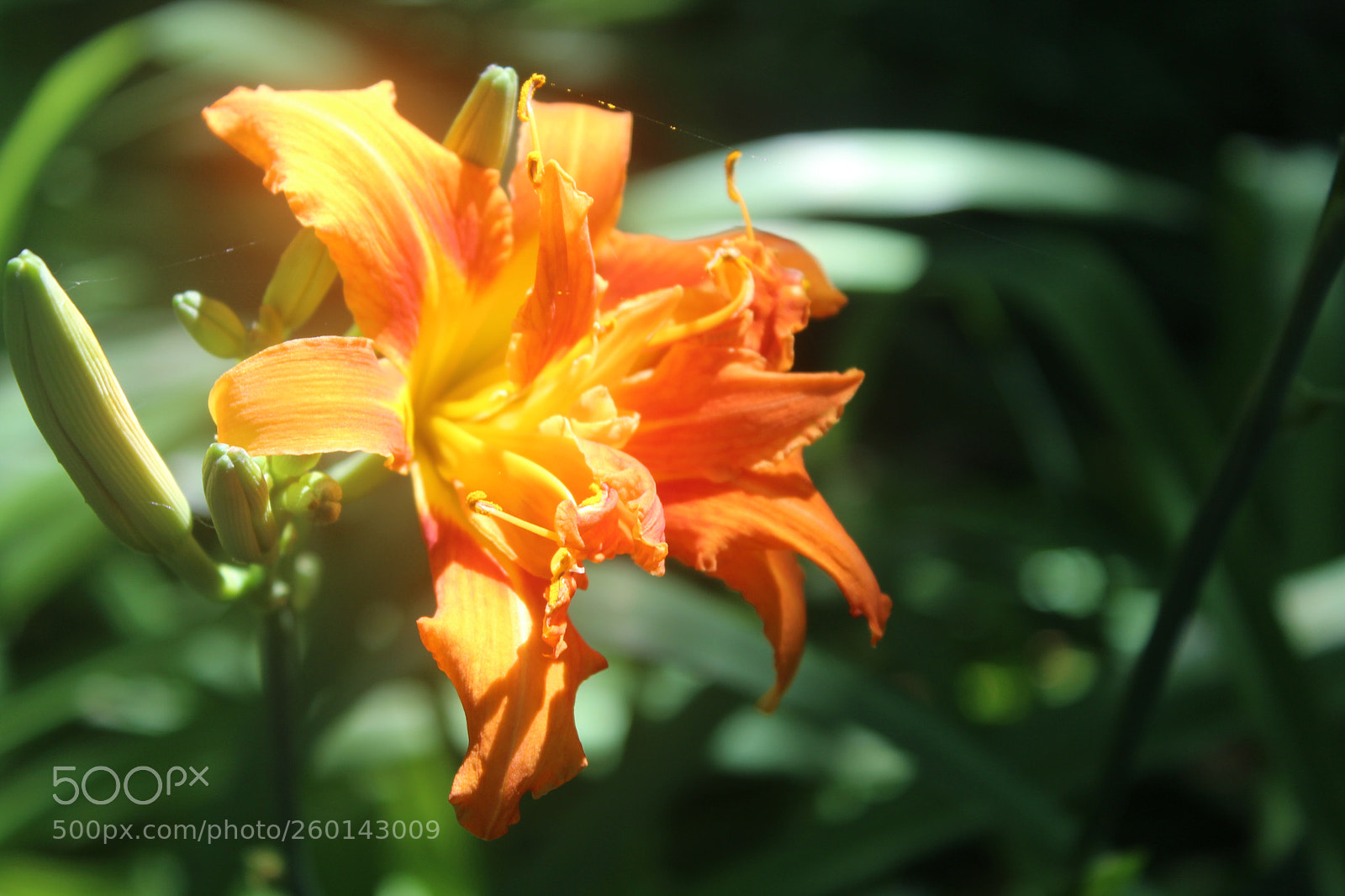 Canon EOS 1200D (EOS Rebel T5 / EOS Kiss X70 / EOS Hi) sample photo. Blooming heat photography