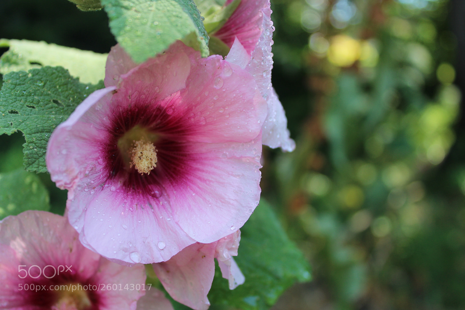 Canon EOS 1200D (EOS Rebel T5 / EOS Kiss X70 / EOS Hi) sample photo. Pink display photography