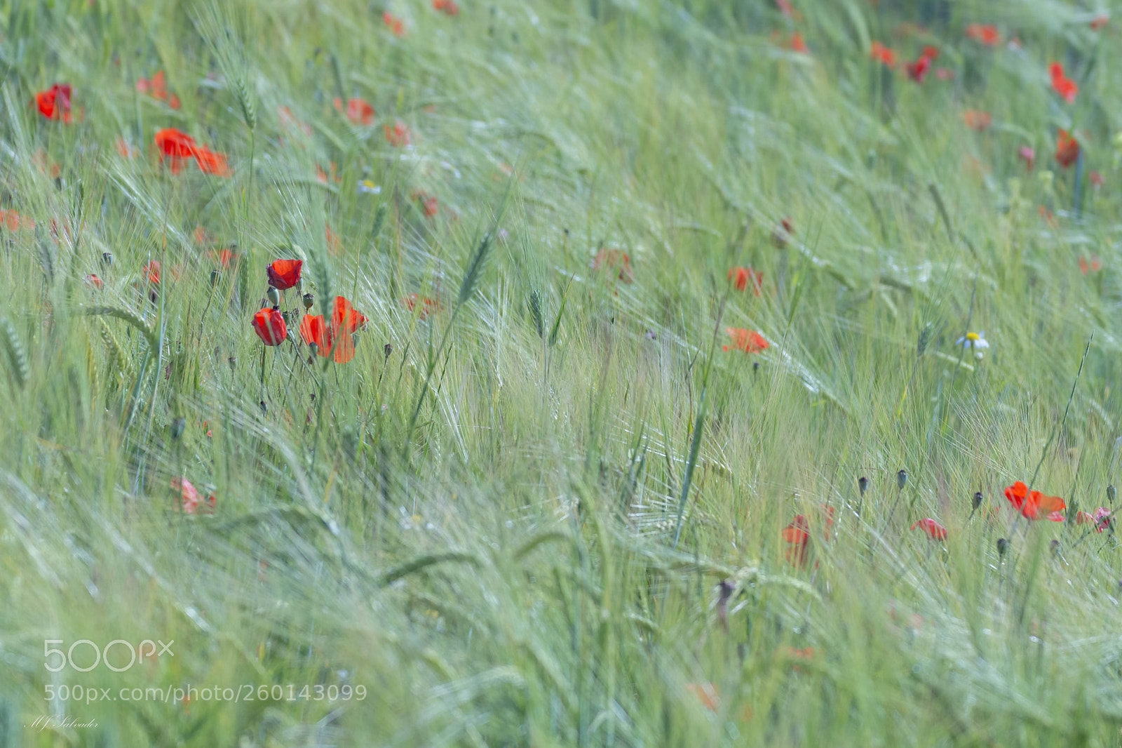 Nikon D7100 sample photo. Poppy fields-ii photography
