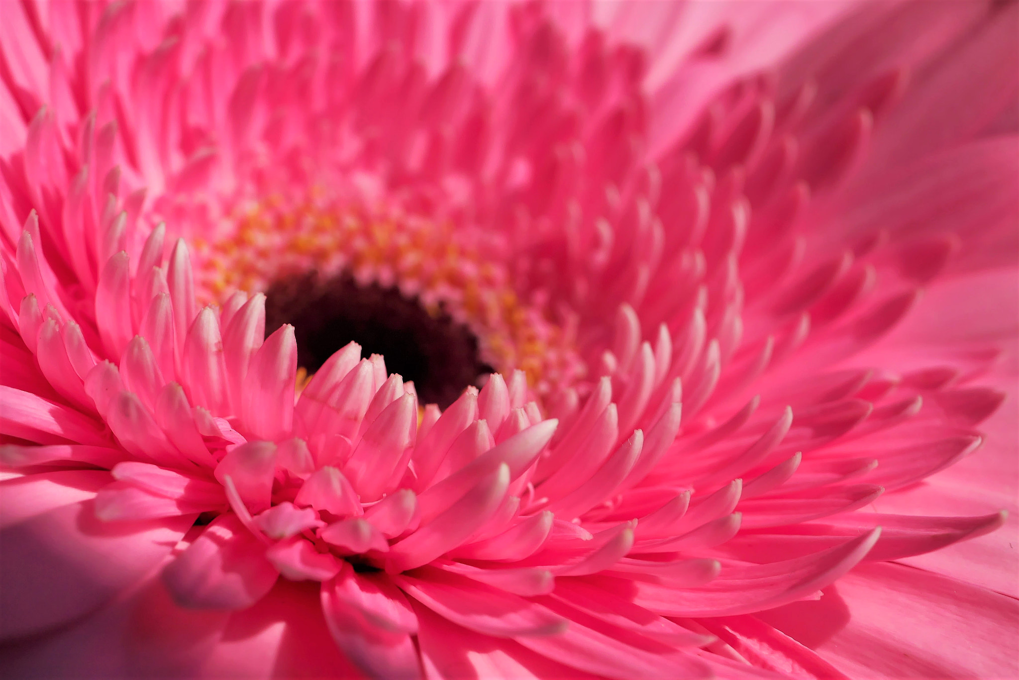 Panasonic Lumix DMC-GF6 sample photo. A pink gerbera photography