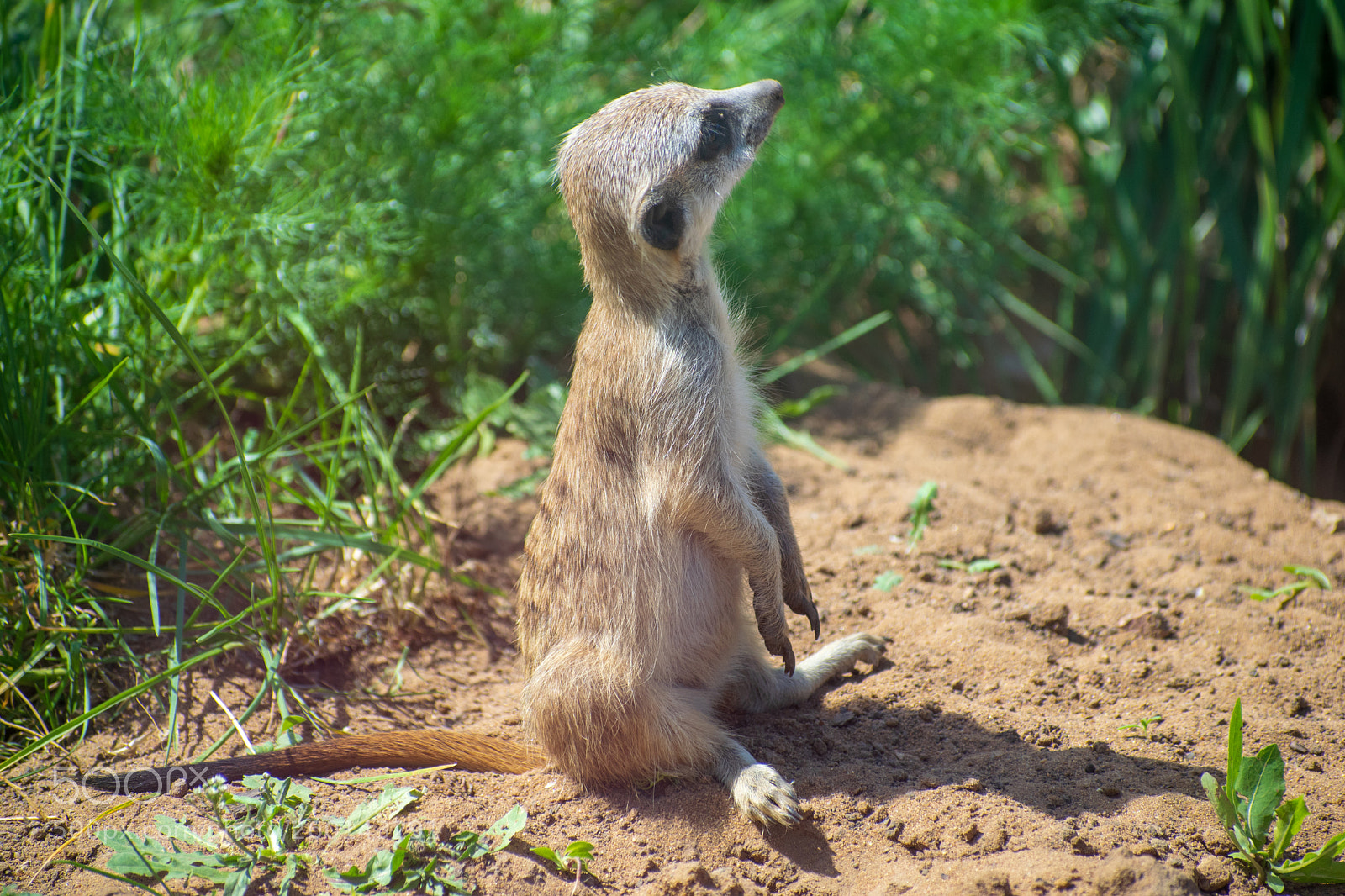 Nikon D5300 sample photo. Suricata-3 photography