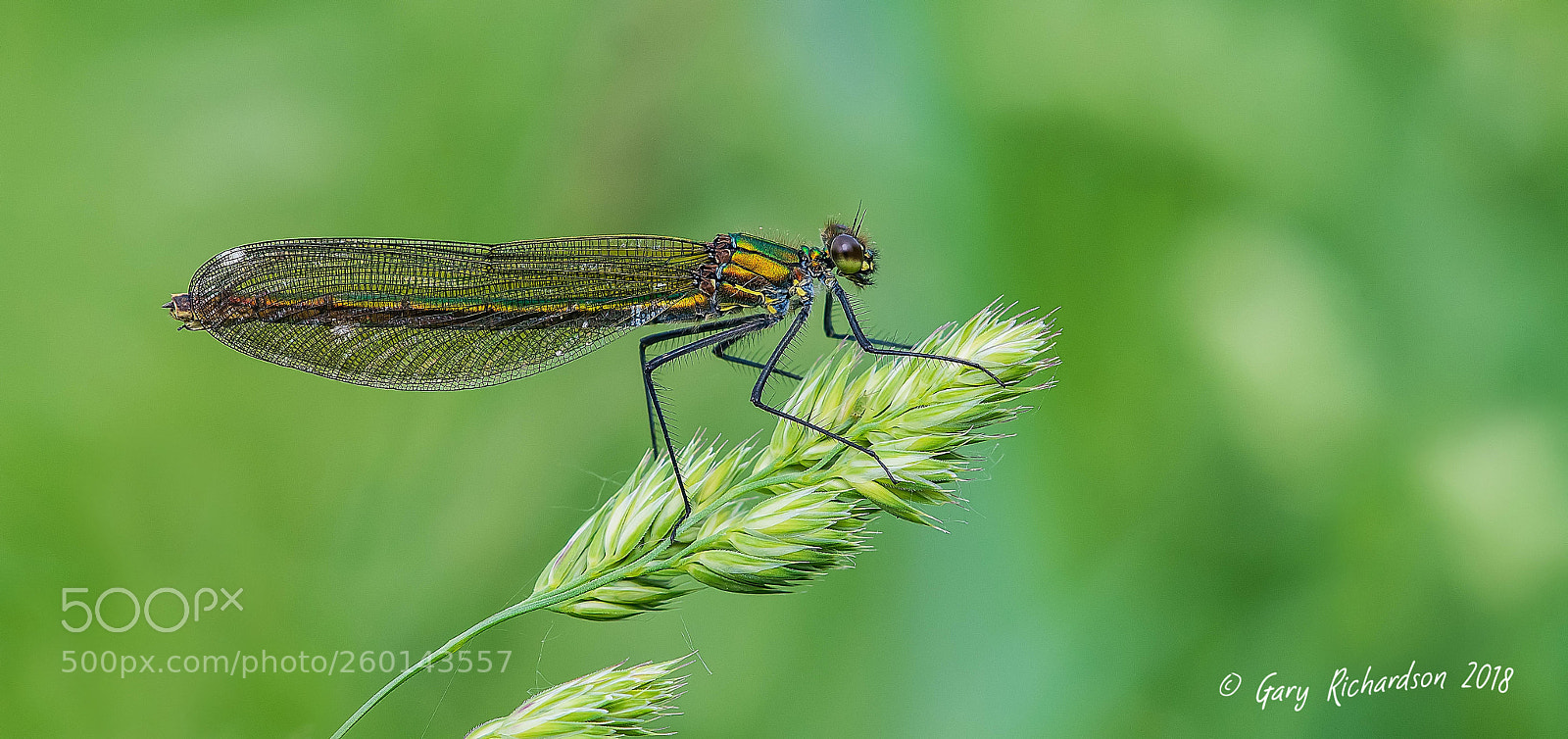 Nikon D500 sample photo. Banded demoiselle (female) photography