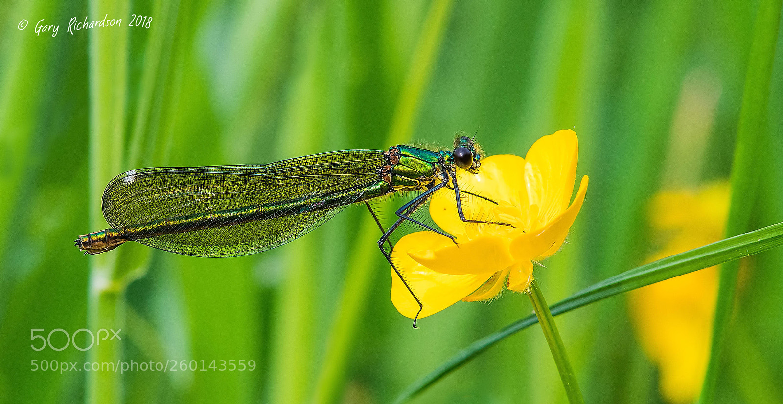 Nikon D500 sample photo. Banded demoiselle (female) photography