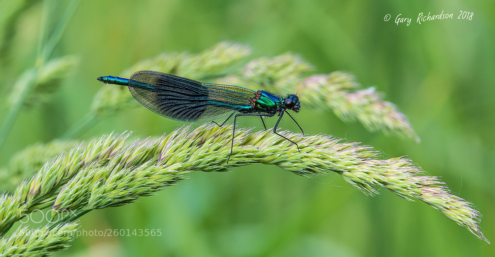 Nikon D500 sample photo. Banded demoiselle (male) photography