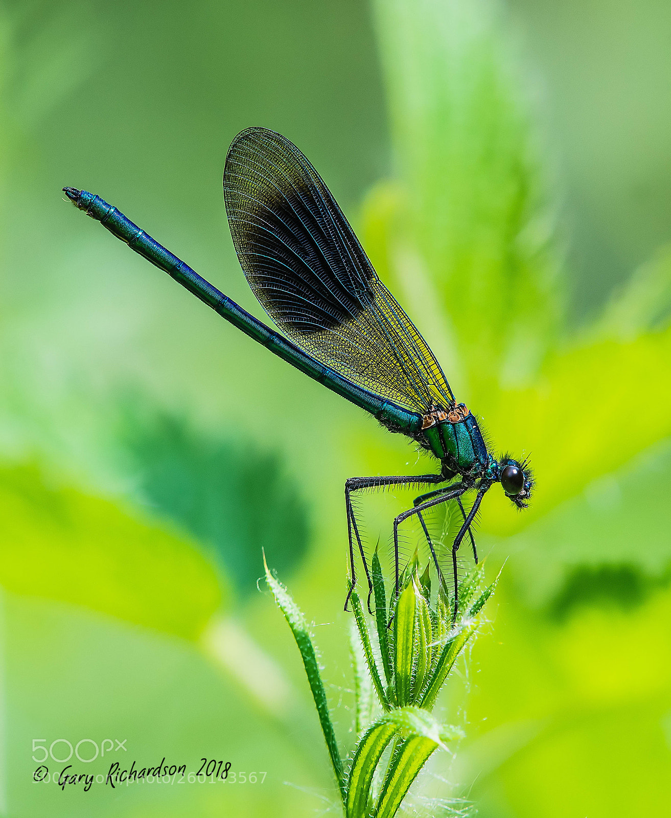 Nikon D500 sample photo. Banded demoiselle (male) photography