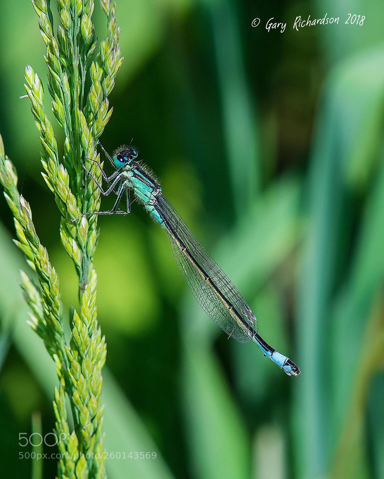 Nikon D500 sample photo. Blue tailed damselfly photography