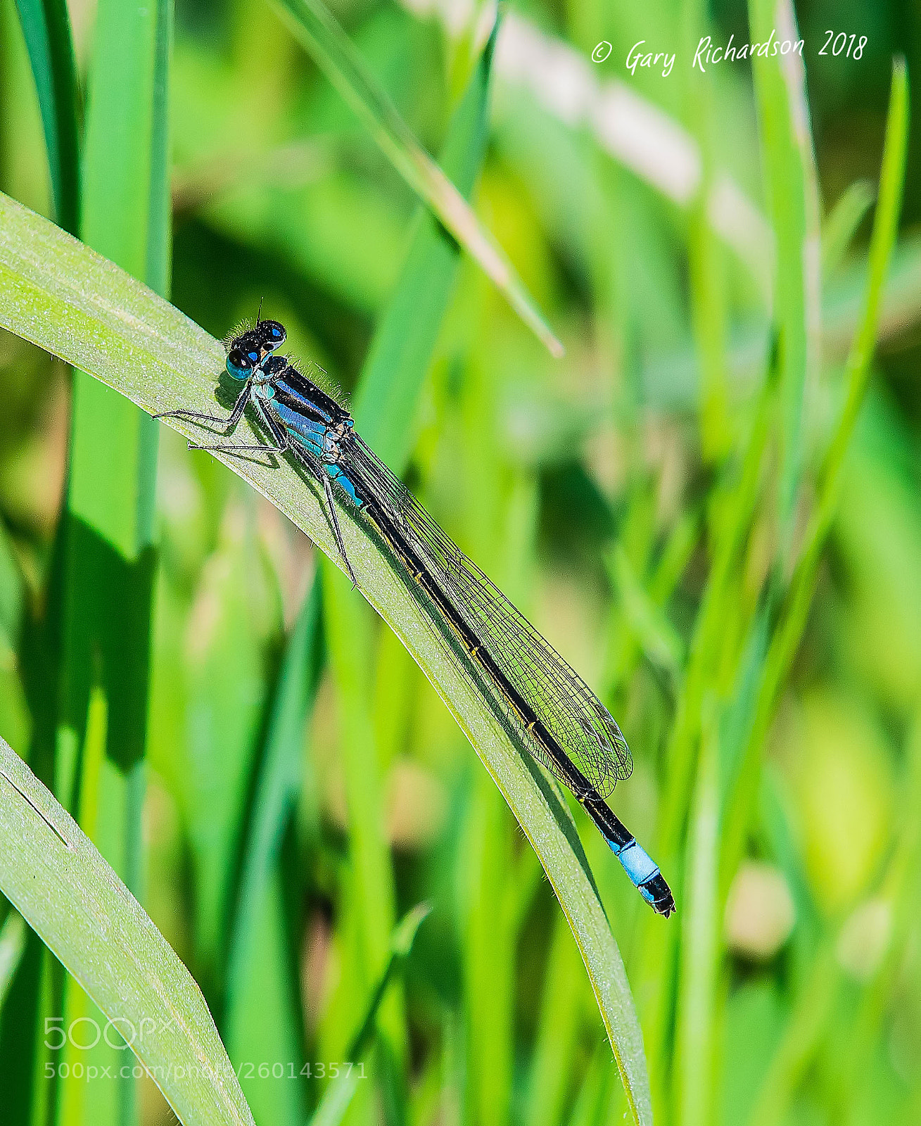 Nikon D500 sample photo. Blue tailed damselfly photography