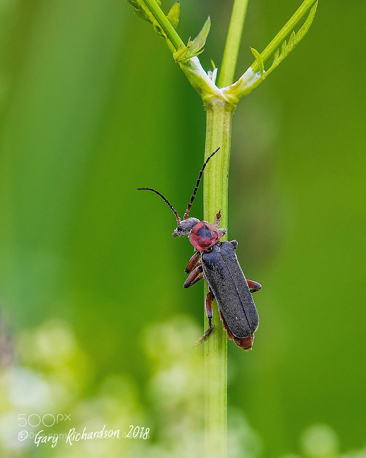 Nikon D500 sample photo. Cantharis rustica photography