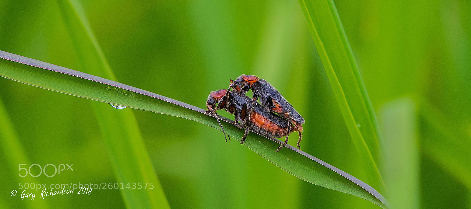 Nikon D500 sample photo. Cantharis rustica photography