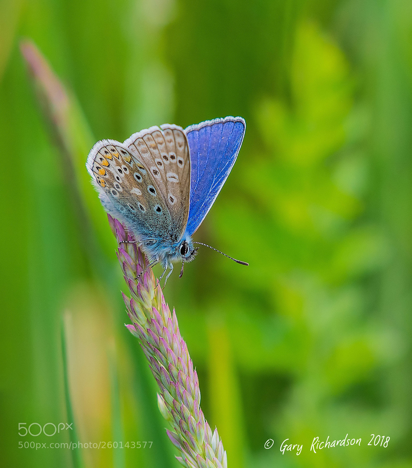 Nikon D500 sample photo. Common blue photography