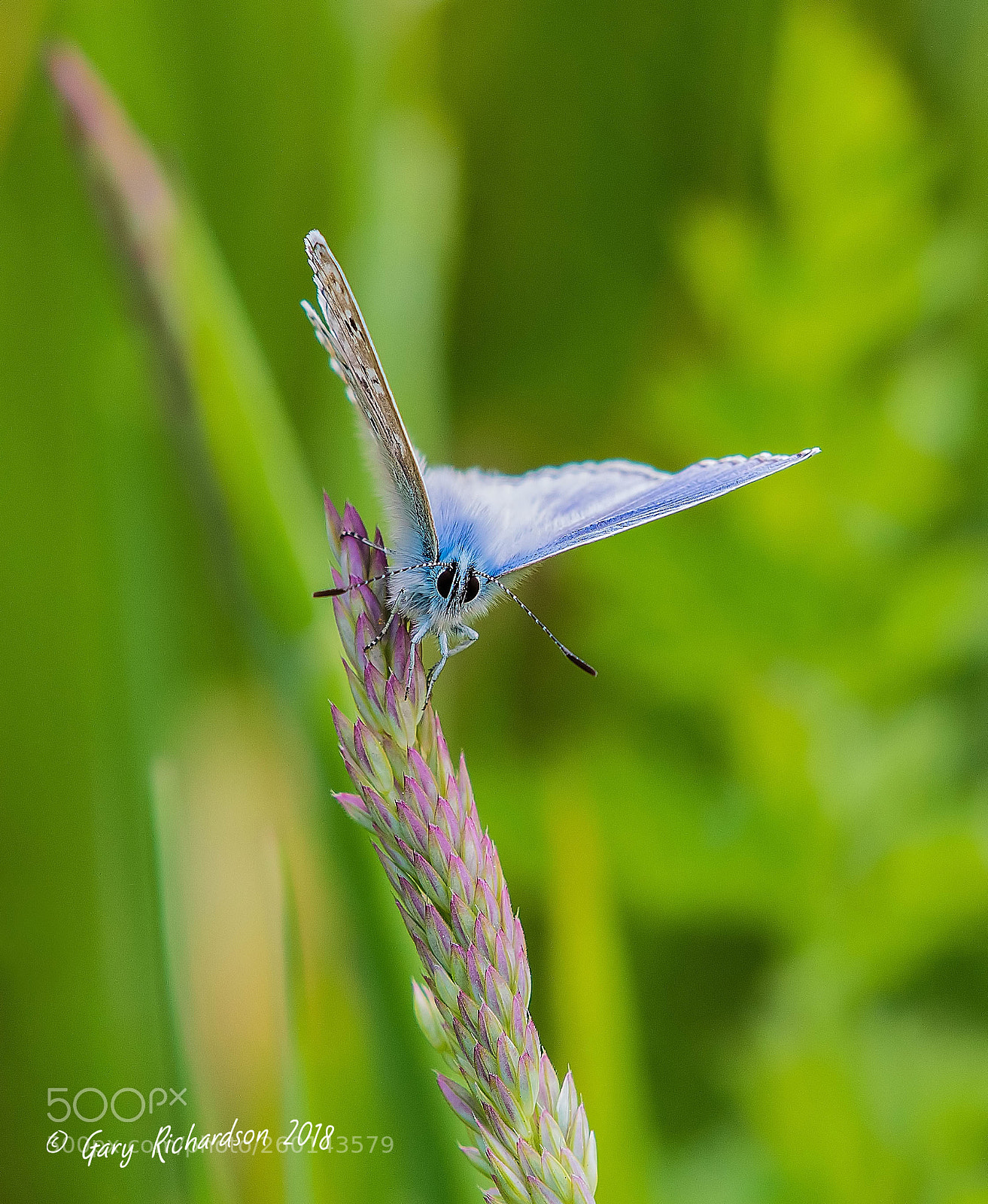 Nikon D500 sample photo. Common blue photography