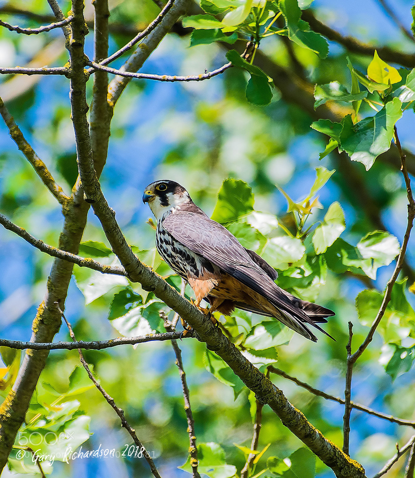 Nikon D500 sample photo. Hobby photography
