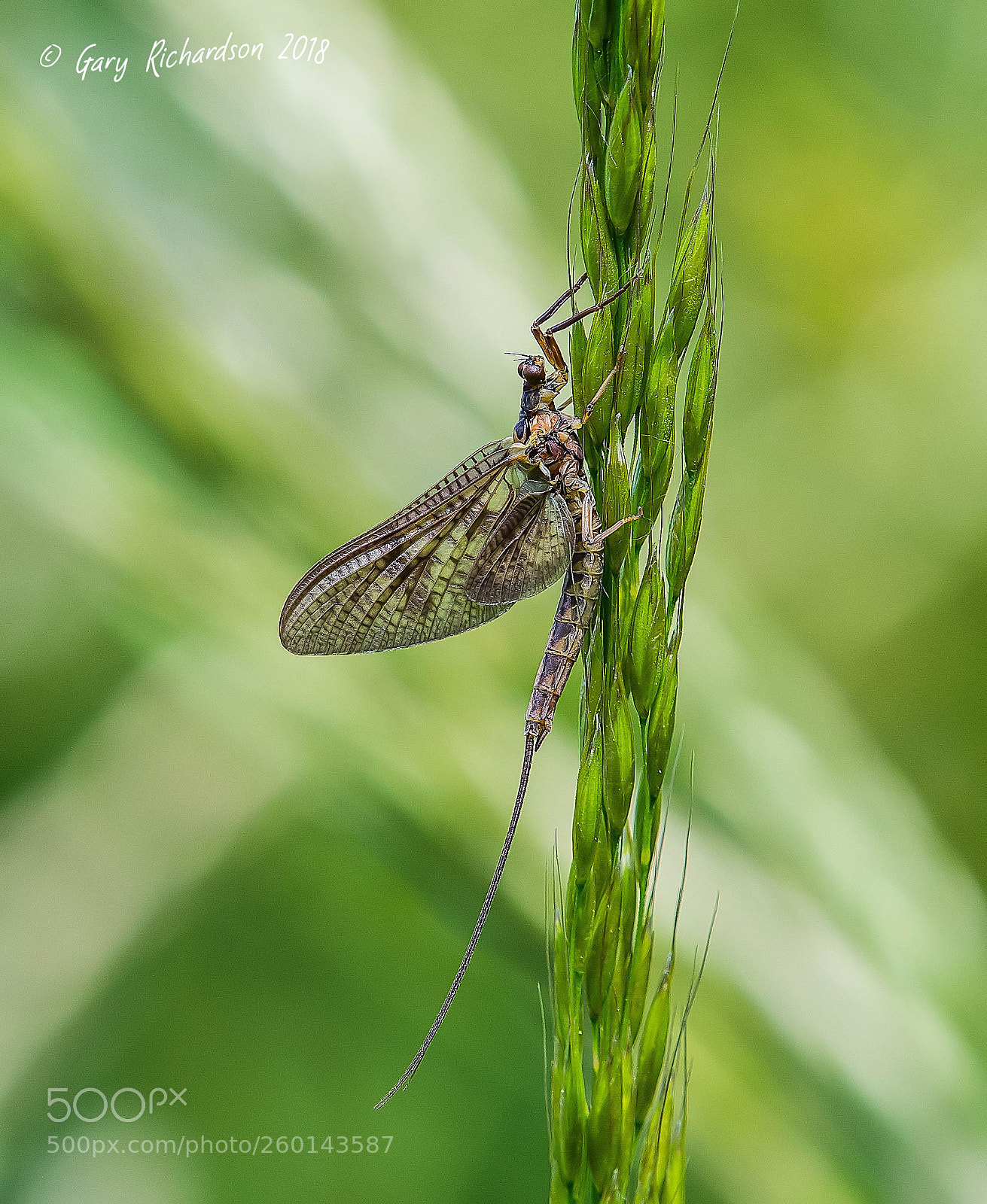 Nikon D500 sample photo. Mayfly photography