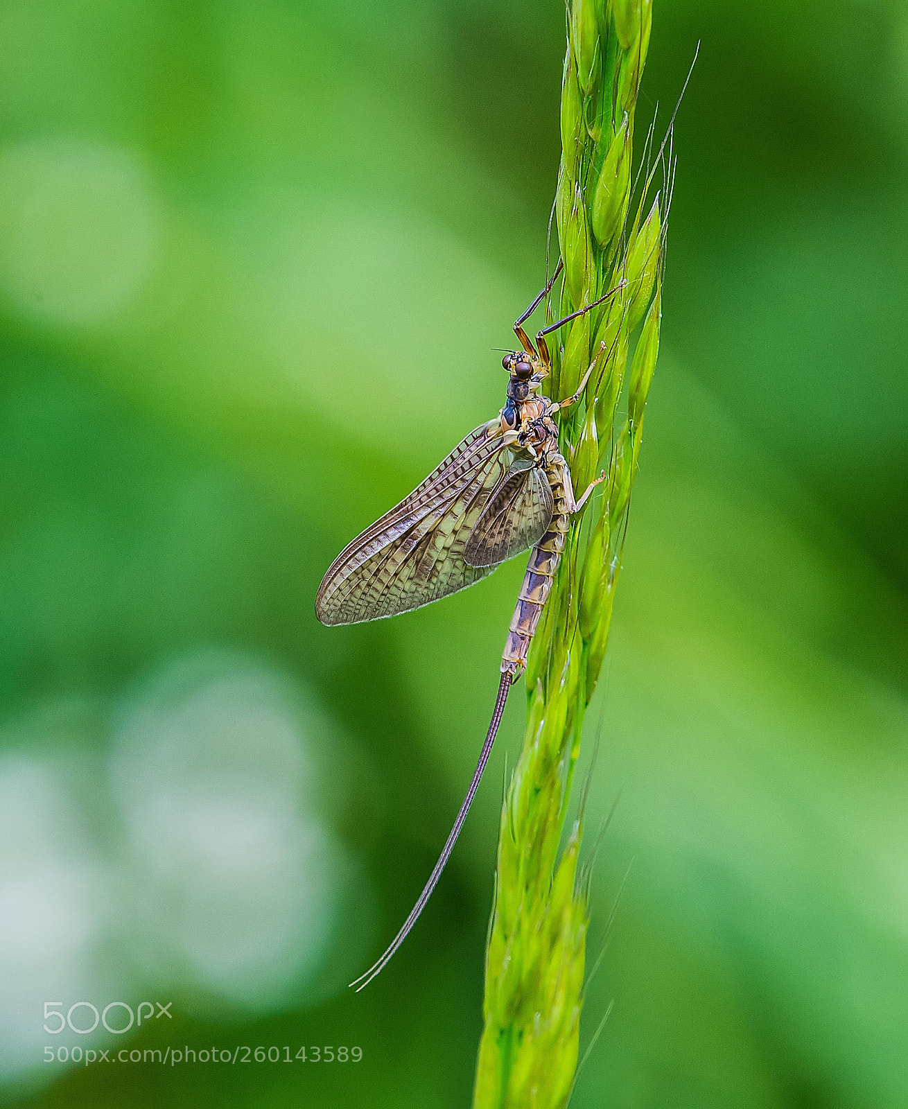 Nikon D500 sample photo. Mayfly photography