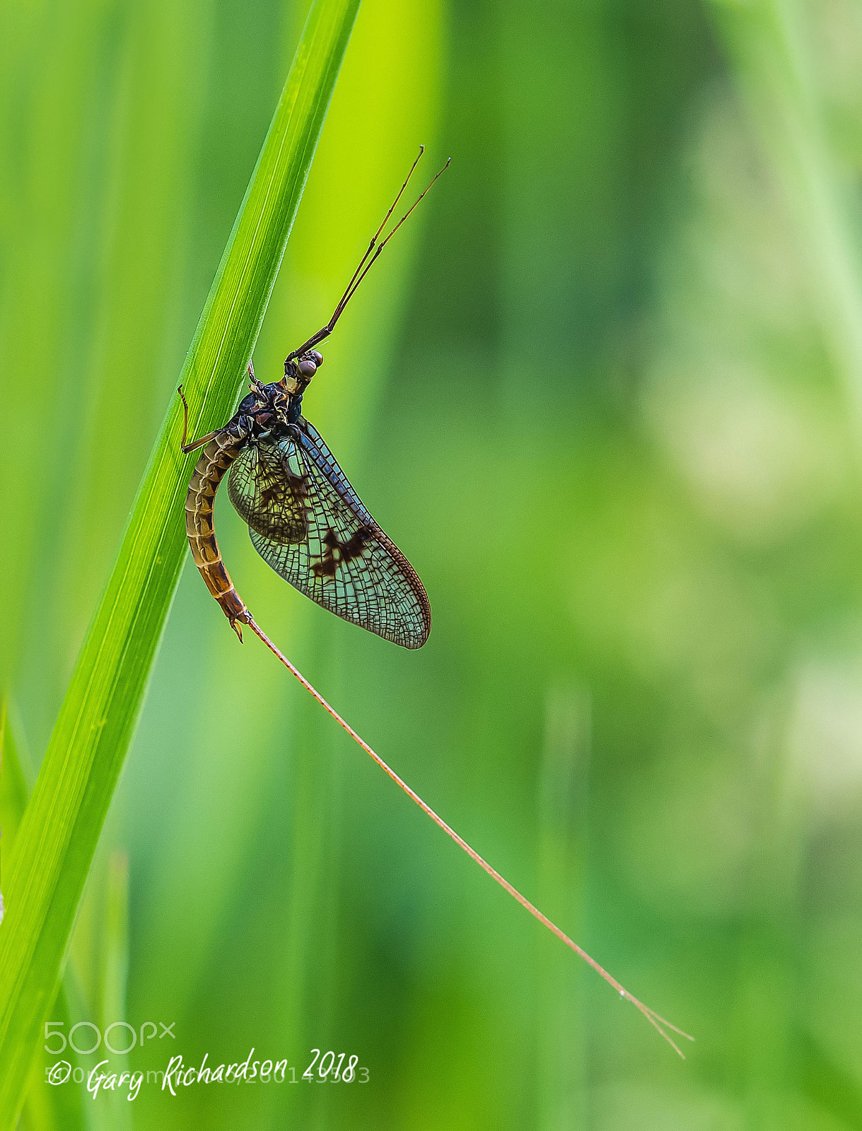 Nikon D500 sample photo. Mayfly photography