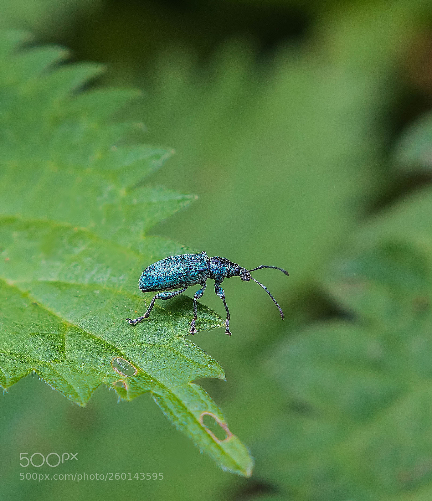 Nikon D500 sample photo. Nettle weevil photography