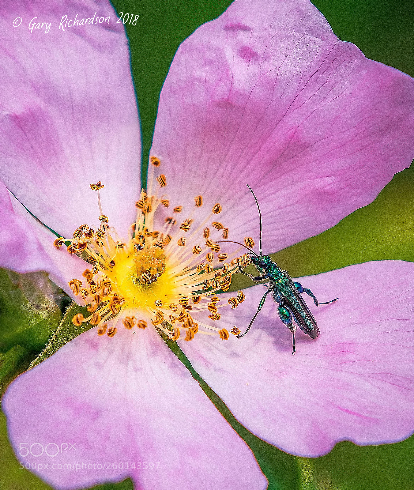 Nikon D500 sample photo. Oedemera nobilis photography