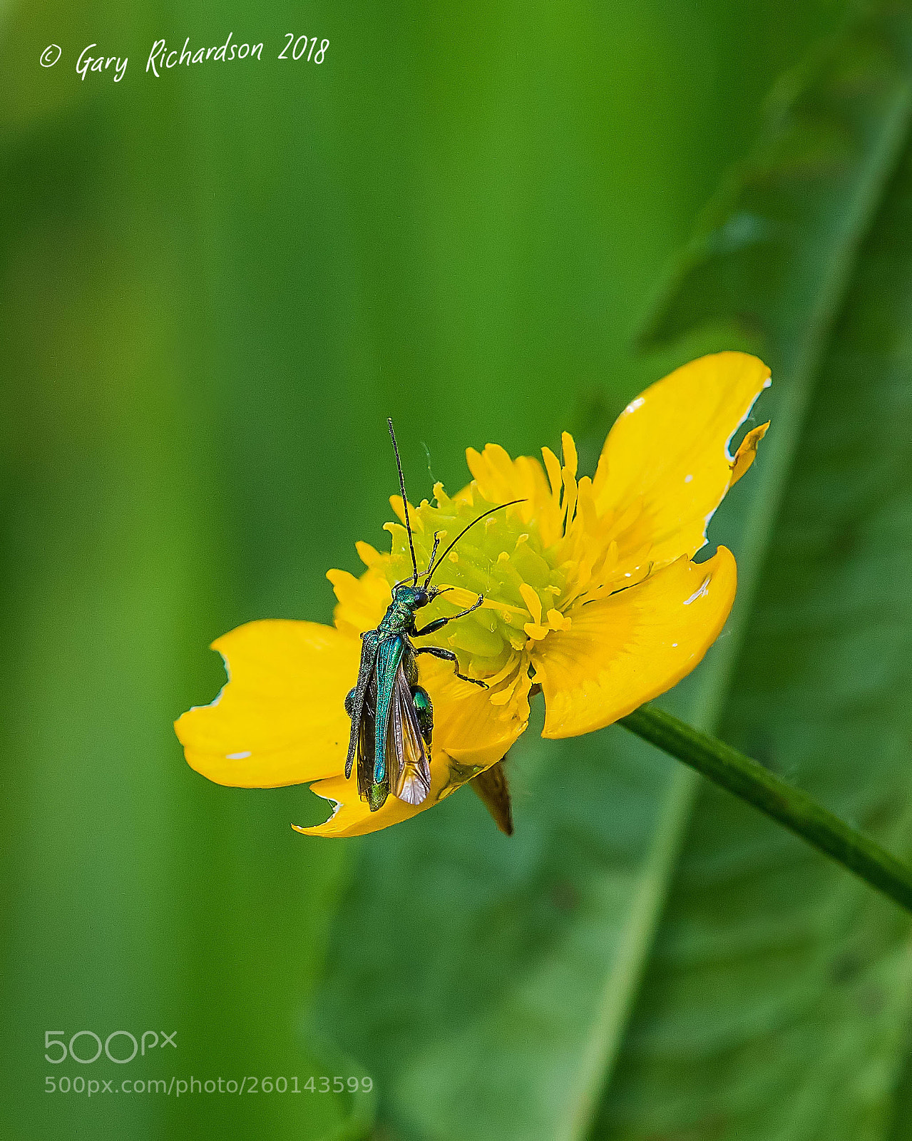 Nikon D500 sample photo. Oedemera nobilis photography