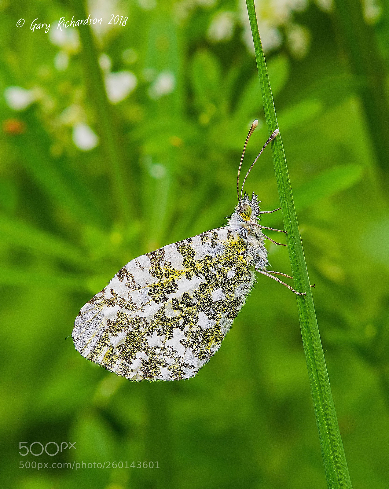 Nikon D500 sample photo. Orange tip photography