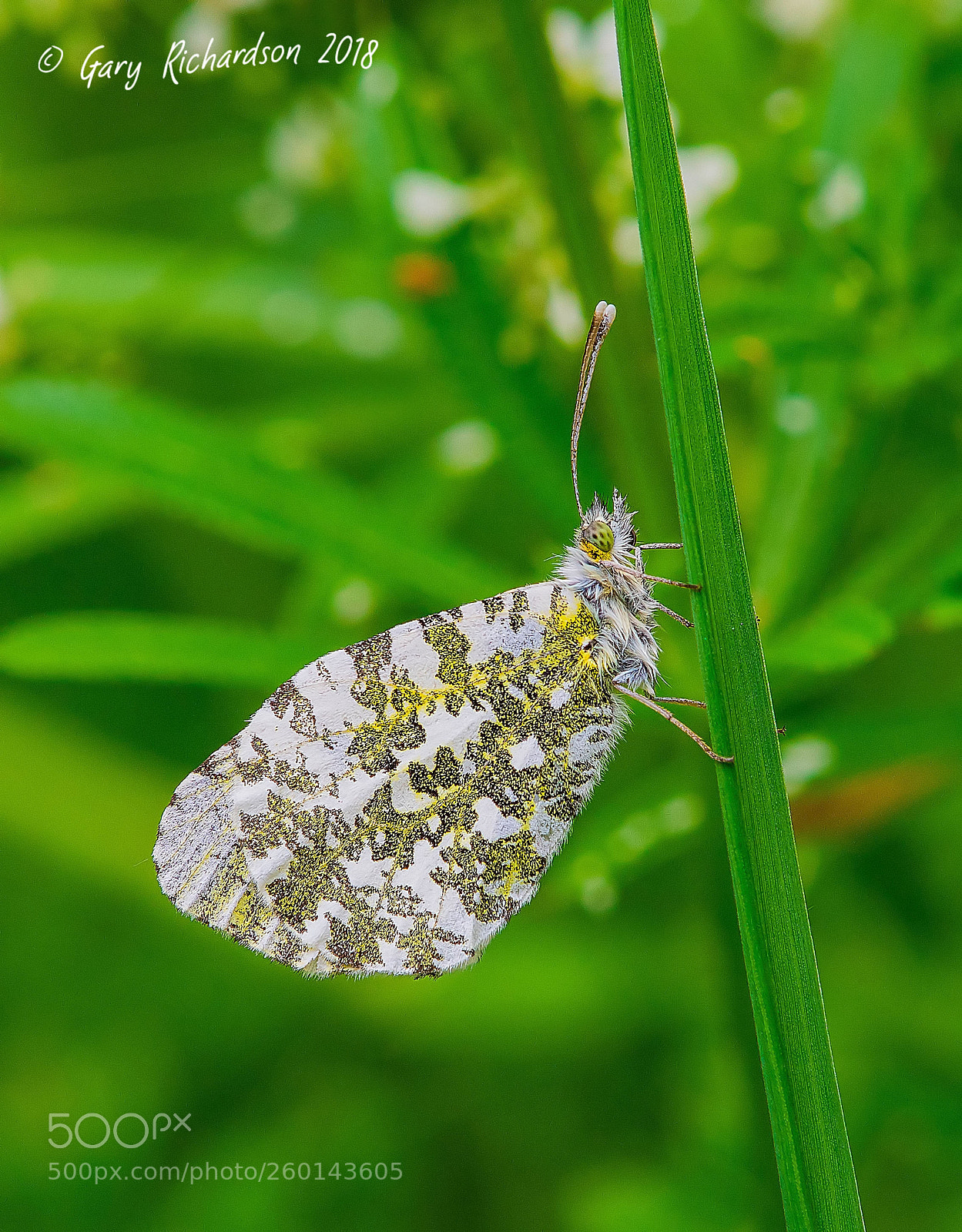 Nikon D500 sample photo. Orange tip photography