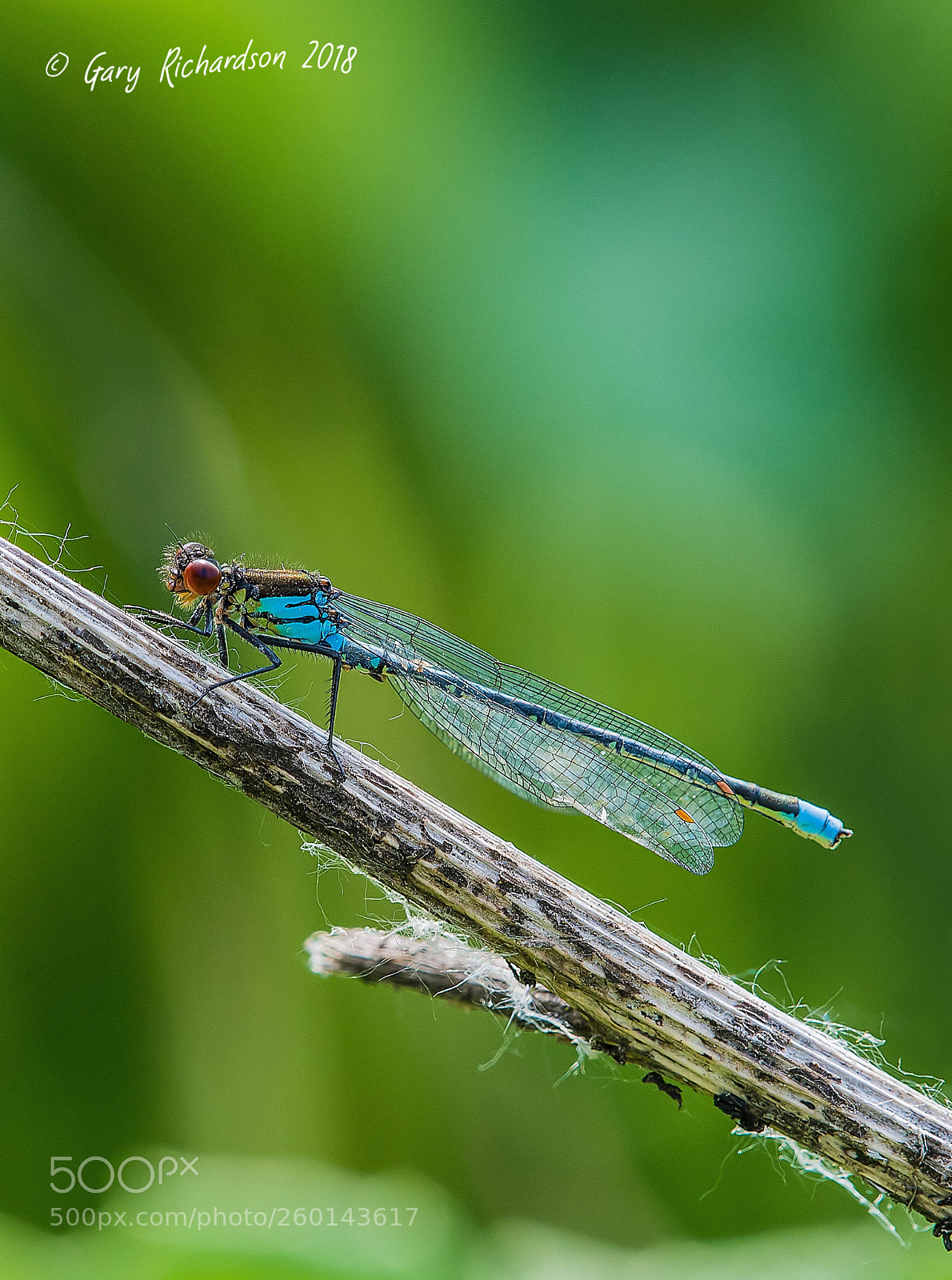 Nikon D500 sample photo. Red eyed damselfly photography
