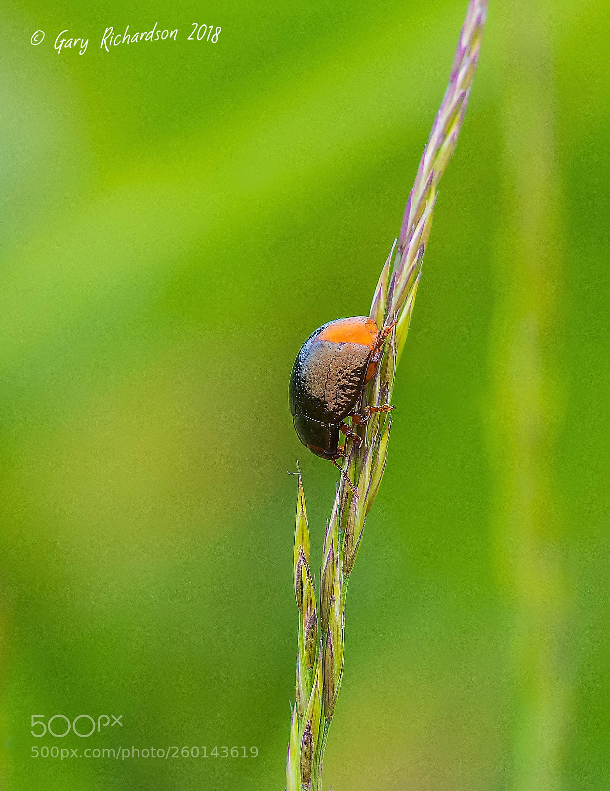 Nikon D500 sample photo. Rhyzobius litura photography