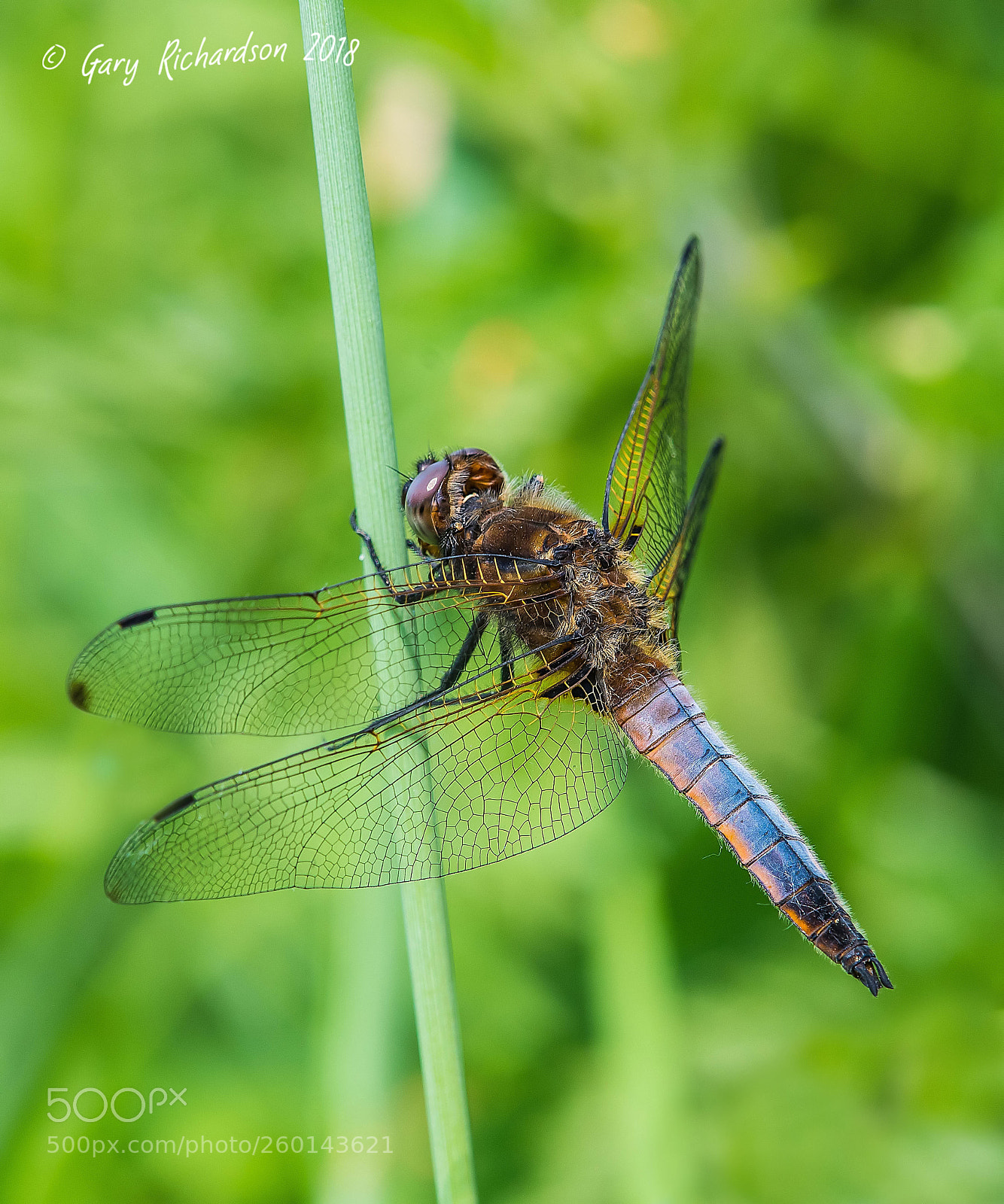 Nikon D500 sample photo. Scarce chaser (immature male) photography