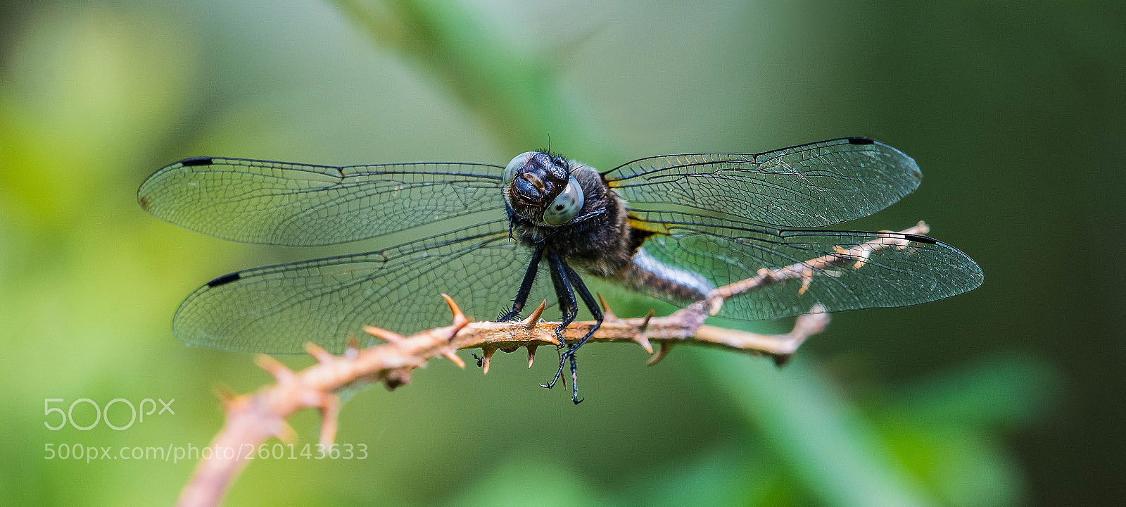 Nikon D500 sample photo. Scarce chaser (male) photography